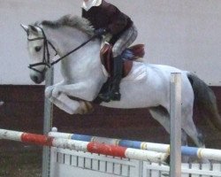 broodmare Gladdys 35 (German Riding Pony, 2000, from Ghandy)