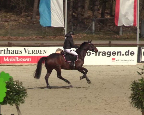 Reitturnier Westergellersen 2022