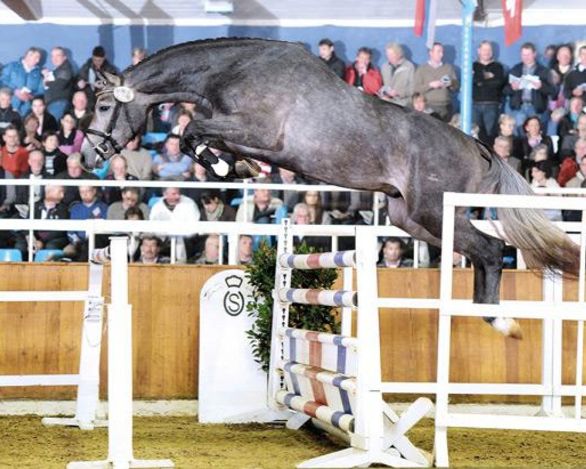 stallion Cornetus (Oldenburg show jumper, 2008, from Cornet Obolensky)
