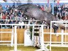stallion Cornetus (Oldenburg show jumper, 2008, from Cornet Obolensky)