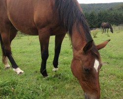 broodmare Elsie S8511 (Luxembourg horse, 1985, from Eldorado)