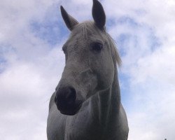 dressage horse Deelight (Hanoverian, 1999, from Davignon I)