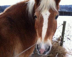 Pferd Amando (Haflinger, 1997, von Albatros)