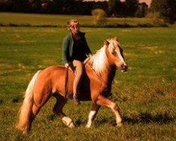 Pferd Waldstern (Haflinger, 1999)