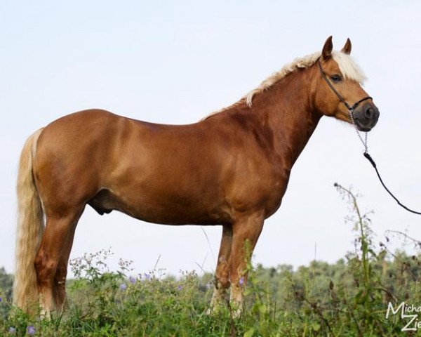 dressage horse Nice Muffin (11,72%) (Edelbluthaflinger, 2008, from Niriak (1,57% ox))