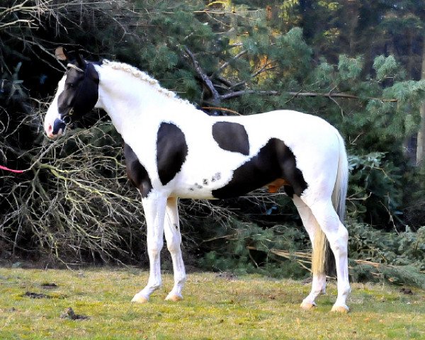 stallion Bontfire (Dutch Warmblood, 2006, from Samber)
