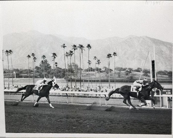 stallion Ole Fols xx (Thoroughbred, 1956, from Tudor Minstrel xx)