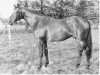 stallion Octrooi (KWPN (Royal Dutch Sporthorse), 1973, from Lucky Boy xx)