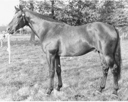 stallion Octrooi (KWPN (Royal Dutch Sporthorse), 1973, from Lucky Boy xx)