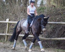 dressage horse Dancer in the Stars (Hanoverian, 2015, from Dancier)