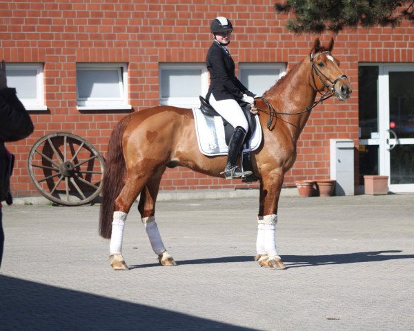 dressage horse Cleverness Love (Württemberger, 2004, from Cleverboy)