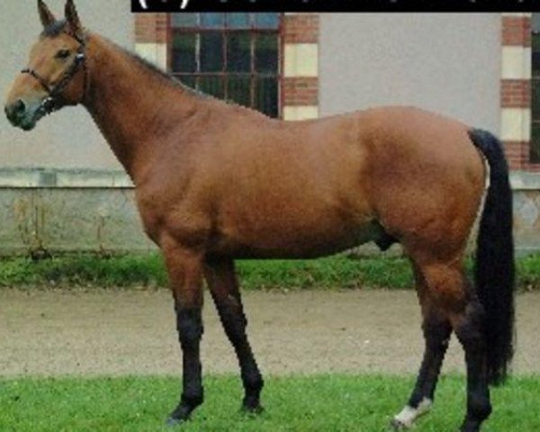 stallion Muriesco du Cotentin (Selle Français, 2000, from Dollar du Murier)