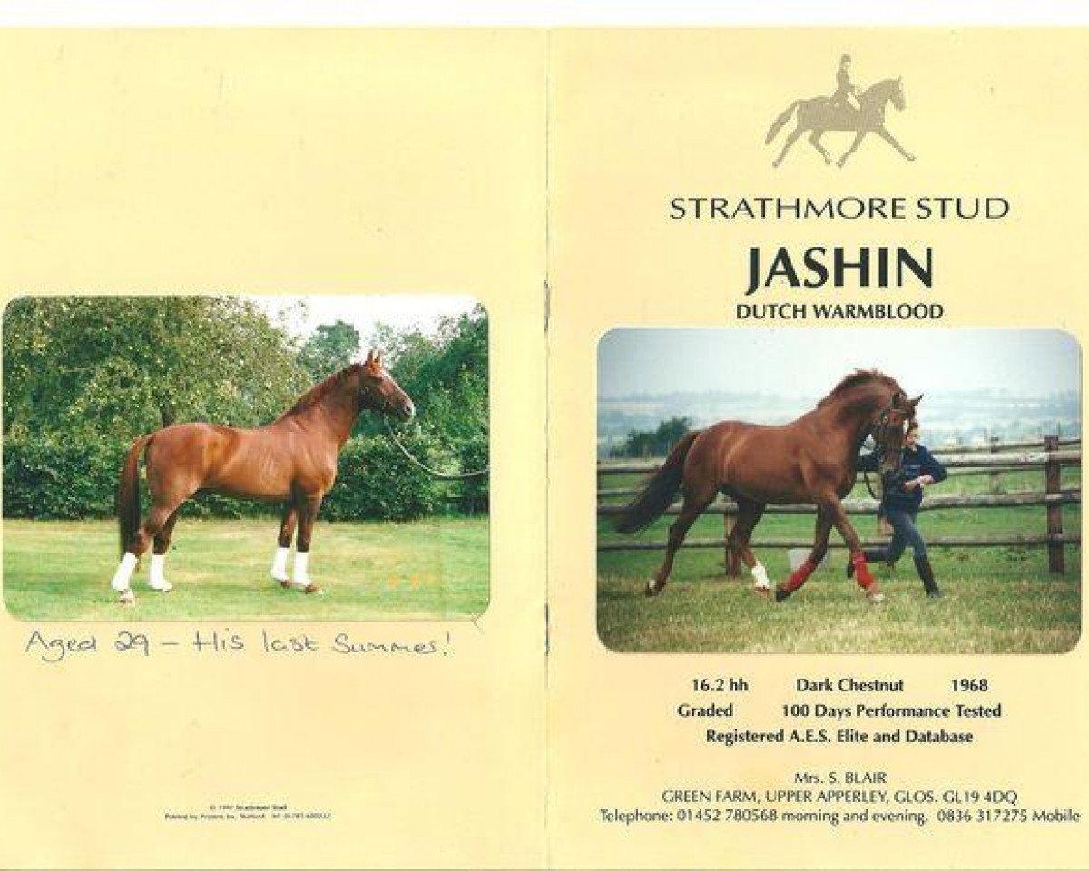 Deckhengst Jashin (KWPN (Niederländisches Warmblut), 1968, von Le Faquin xx)