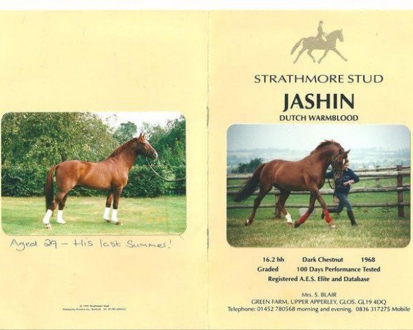 stallion Jashin (Dutch Warmblood, 1968, from Le Faquin xx)