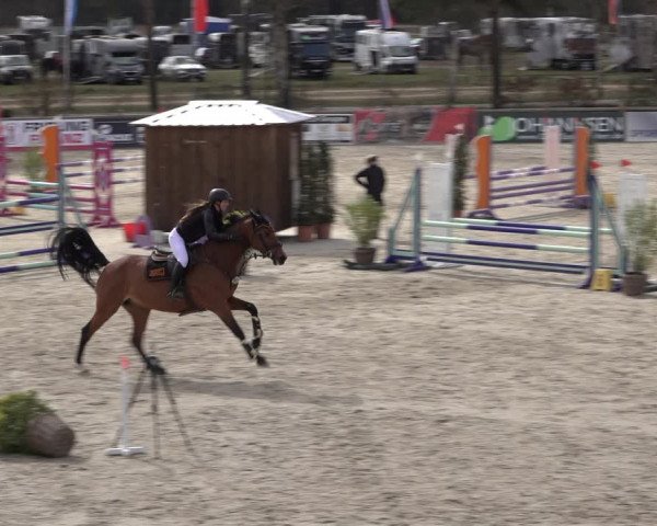 Reitturnier Westergellersen 2022