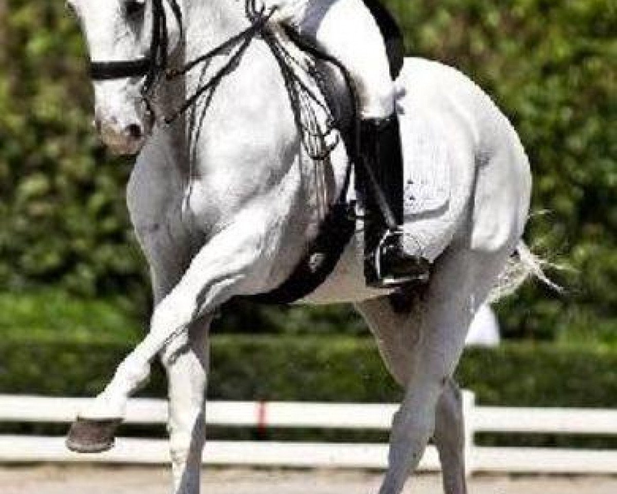 stallion Devassado (Lusitano, 1985, from Vermute)