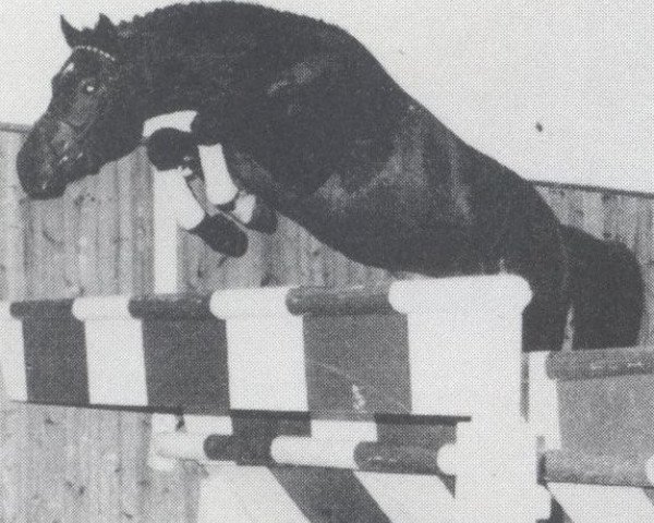 stallion Lavendel (Holsteiner, 1981, from Landgraf I)