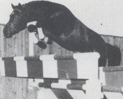 Deckhengst Lavendel (Holsteiner, 1981, von Landgraf I)