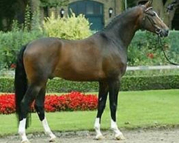 stallion Freudenfeuer (Westphalian, 1999, from Freudenprinz)