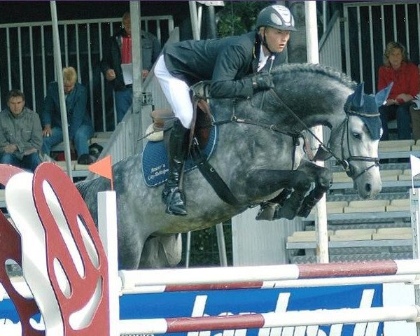 stallion Linton (Holsteiner, 2001, from Lican)