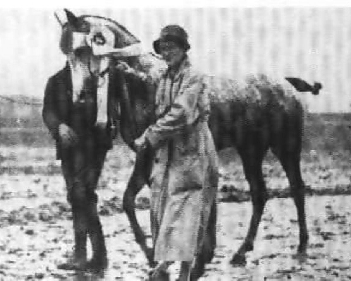broodmare Sahiba ox (Arabian purebred, 1924, from Nana Sahib I ox)