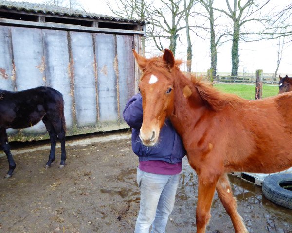 dressage horse Highlander TS (Westphalian, 2021, from His Moment)