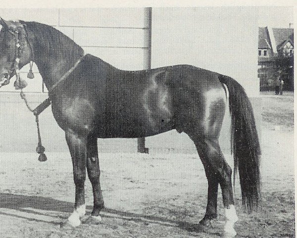horse Hassan ox (Arab half breed / Partbred, 1951, from Hazard ox)
