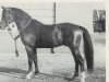 stallion Hassan (Shagya Arabian, 1951, from Hazard ox)
