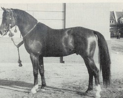 stallion Hassan (Shagya Arabian, 1951, from Hazard ox)