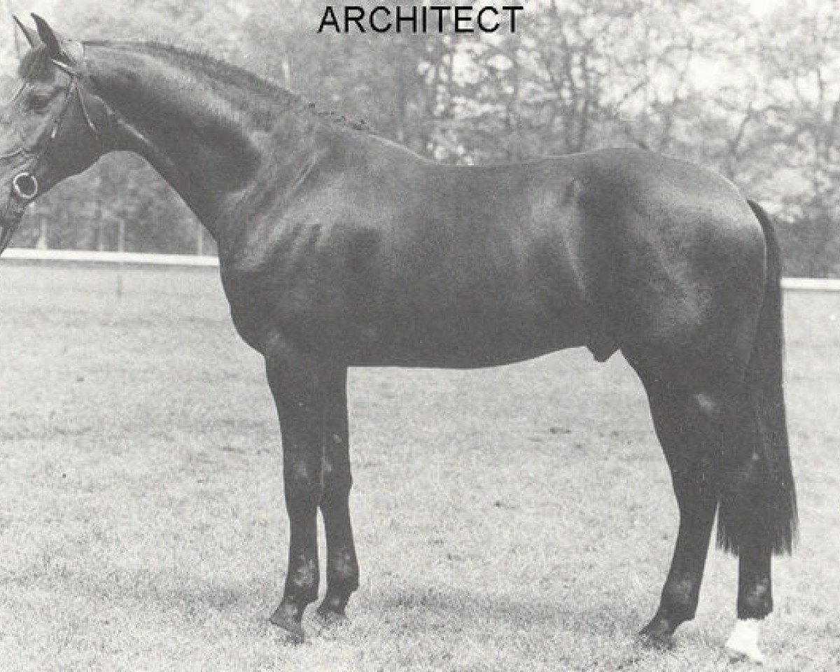 Deckhengst Architect (KWPN (Niederländisches Warmblut), 1982, von Ramiro Z)