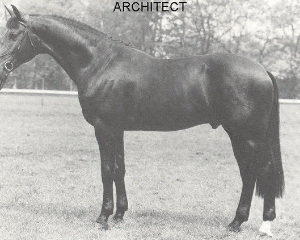 Deckhengst Architect (Koninklijk Warmbloed Paardenstamboek Nederland (KWPN), 1982, von Ramiro Z)