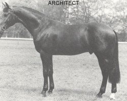 stallion Architect (KWPN (Royal Dutch Sporthorse), 1982, from Ramiro Z)