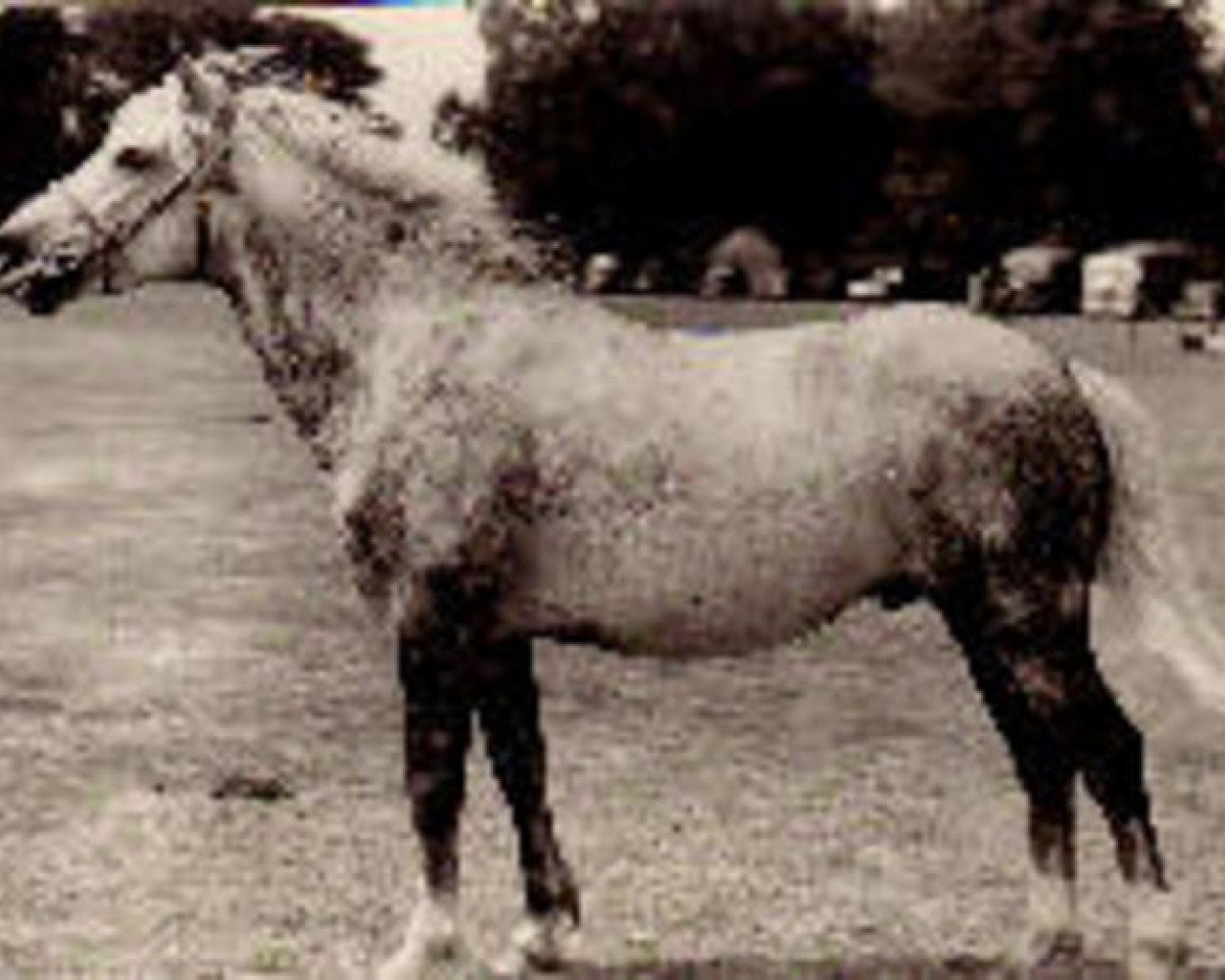 stallion Denny Danny (New Forest Pony, 1943, from Forest Horse)