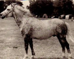 Deckhengst Denny Danny (New-Forest-Pony, 1943, von Forest Horse)