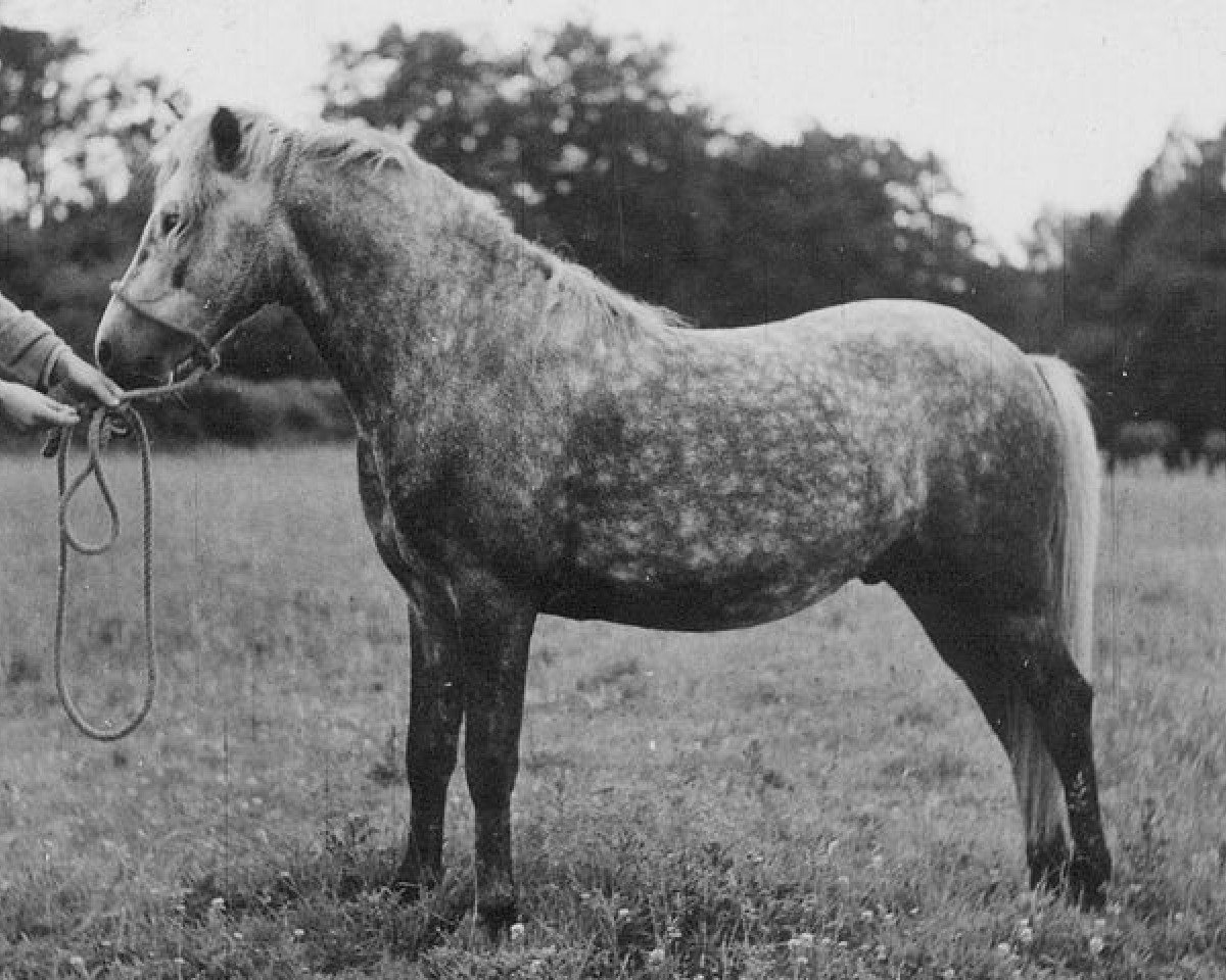 Deckhengst Merrie Mistral (New-Forest-Pony, 1945, von Denny Danny)