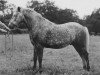 Deckhengst Merrie Mistral (New-Forest-Pony, 1945, von Denny Danny)