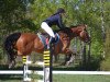 Springpferd Curious 2 (Schwedisches Warmblut,  )