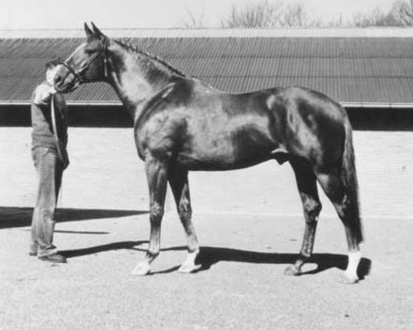 stallion Linards x (Anglo-Arabs, 1975, from Abidjan AA)