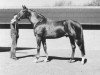 stallion Linards x (Anglo-Arabs, 1975, from Abidjan AA)