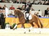 stallion Dorado (KWPN (Royal Dutch Sporthorse), 2008, from Krack C)