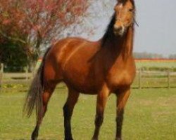 broodmare Zinni van de Westen (KWPN (Royal Dutch Sporthorse), 2004, from Rousseau)