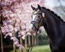 stallion Märchenprinz M WE (German Riding Pony, 2019, from Llanarth Mayloo)