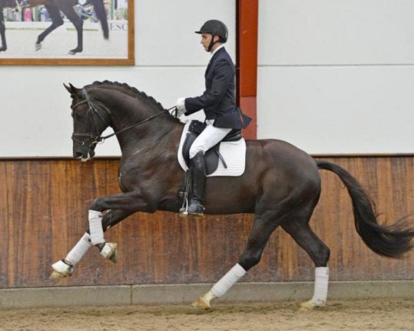 dressage horse Floricello (Oldenburg, 2008, from Florencio I)