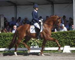 Deckhengst Dancer (KWPN (Niederländisches Warmblut), 2008, von Vivaldi)