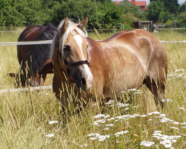 Pferd Arina (Haflinger, 1994, von Astronom)