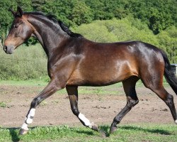 broodmare Sinfonie Dancing (Hanoverian, 2006, from Sir Donnerhall I)