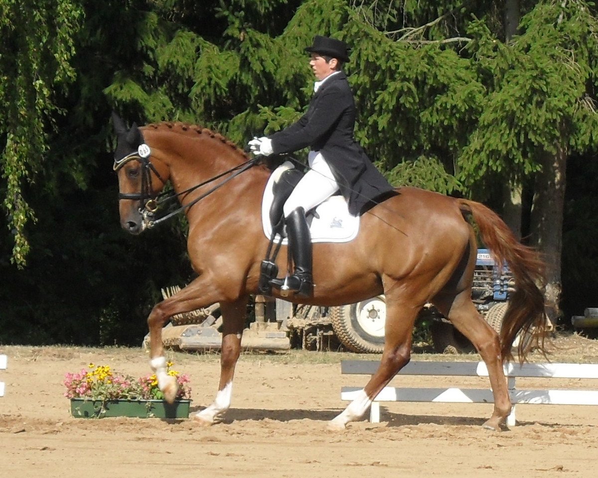 dressage horse Rubydoux (Bavarian, 1998, from Rohdiamant)