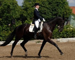 dressage horse Rosandro 2 (Oldenburger, 2005, from Rohdiamant)