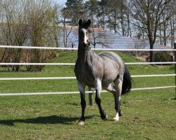 jumper Elfe 180 (German Riding Pony, 1999, from Ernesto)