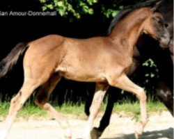 dressage horse Dios 7 (Oldenburg, 2013, from Don Frederic 3)